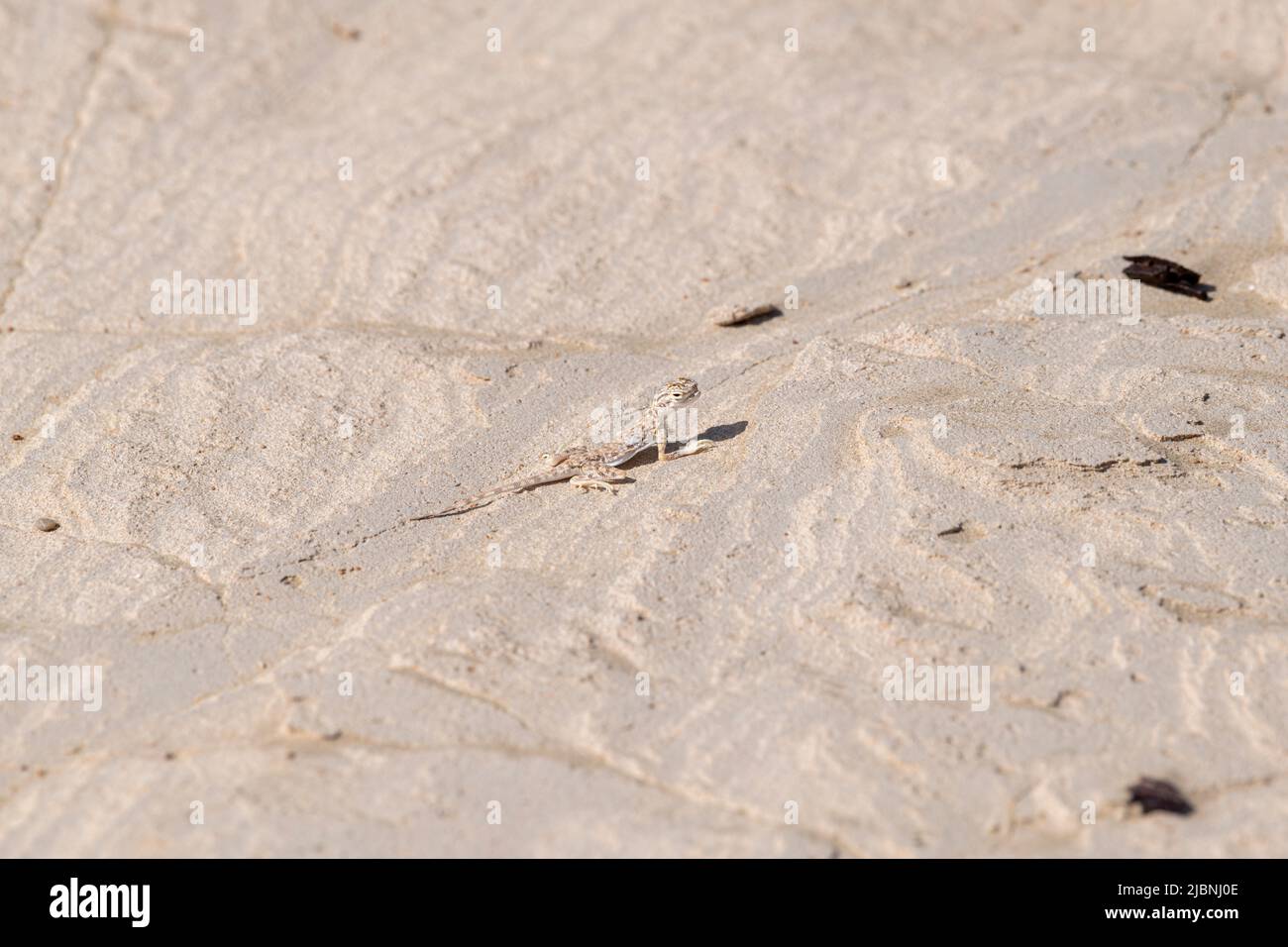 Lizard standing in the sand, Desert of the United Arab Emirates, Middle east, Arabian Paninsula Stock Photo
