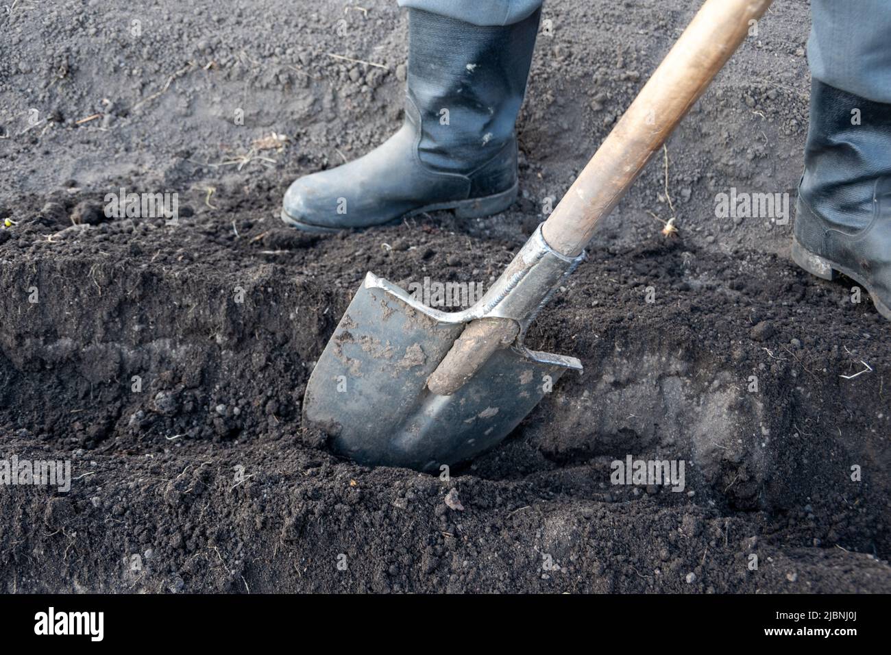 Digging a hole for planting trees with an old metal shovel. Seasonal work in the garden. Soil