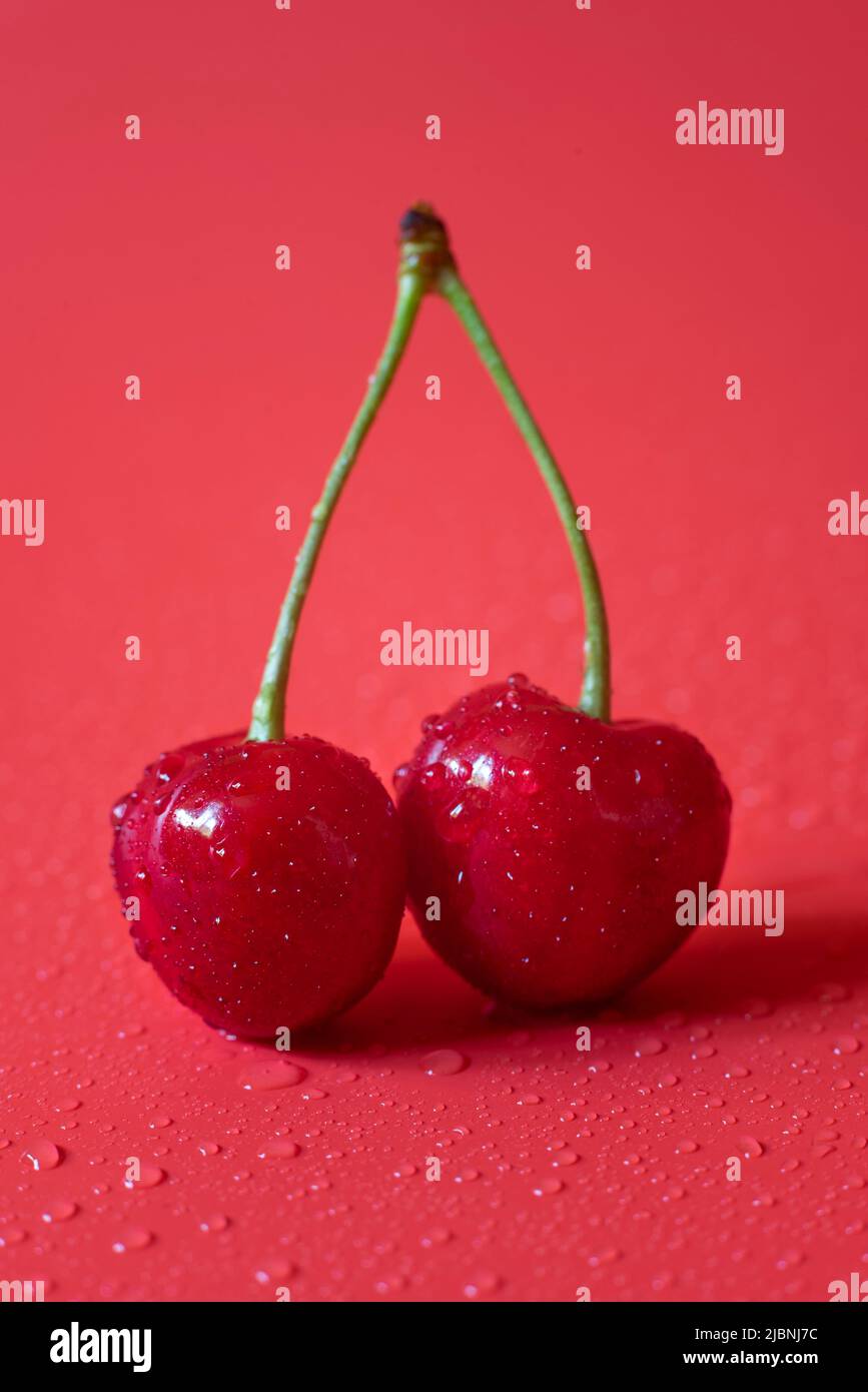 Close up photo of pair of fresh red cherries with water drops on red background. Stock Photo