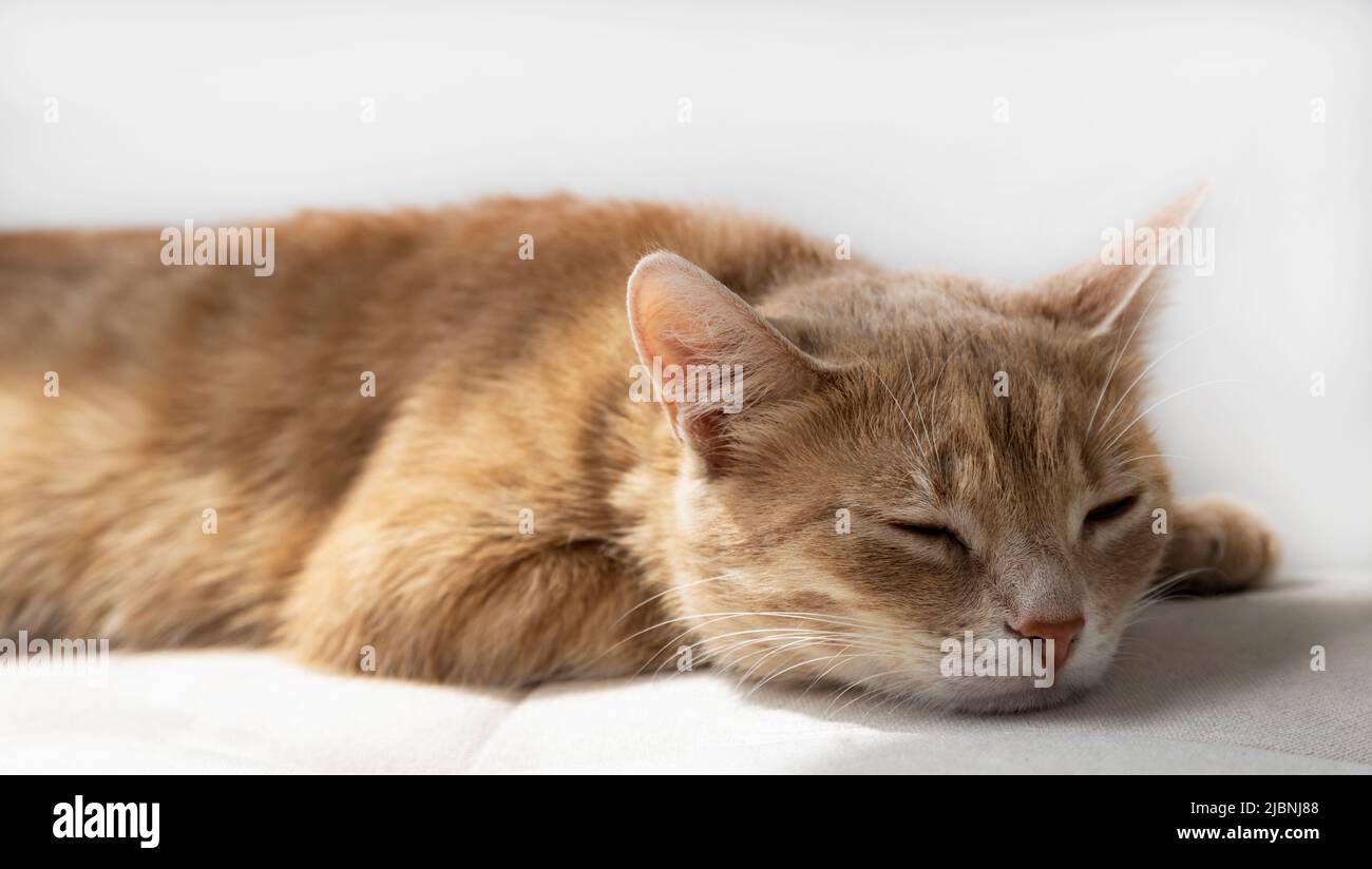 Domestic red cat sleeps on soft sofa. The cat is resting. Stock Photo