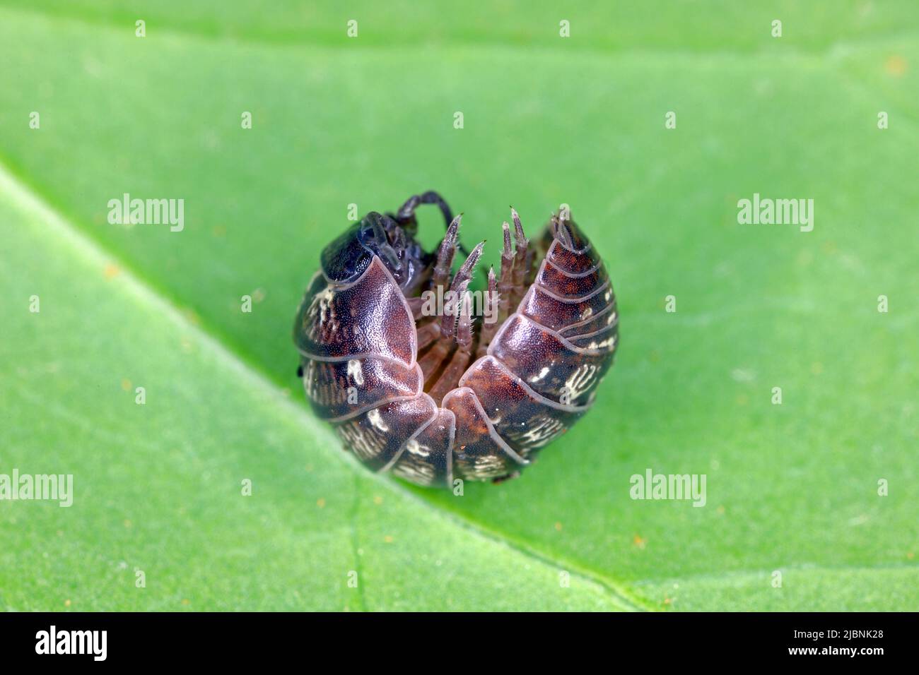 Close up of a woudlouse species, Porcellio spinicornis. Stock Photo