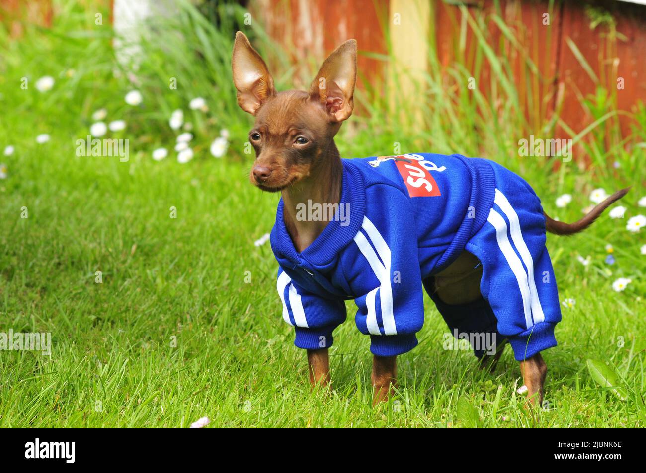 A cute, tiny puppy wearing a tracksuit and standing in the garden. Stock Photo