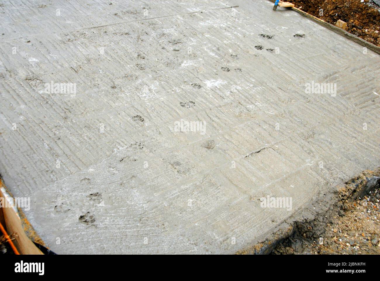 Freshly laid concrete on a building site left overnight with footprints left by a passing animal Stock Photo
