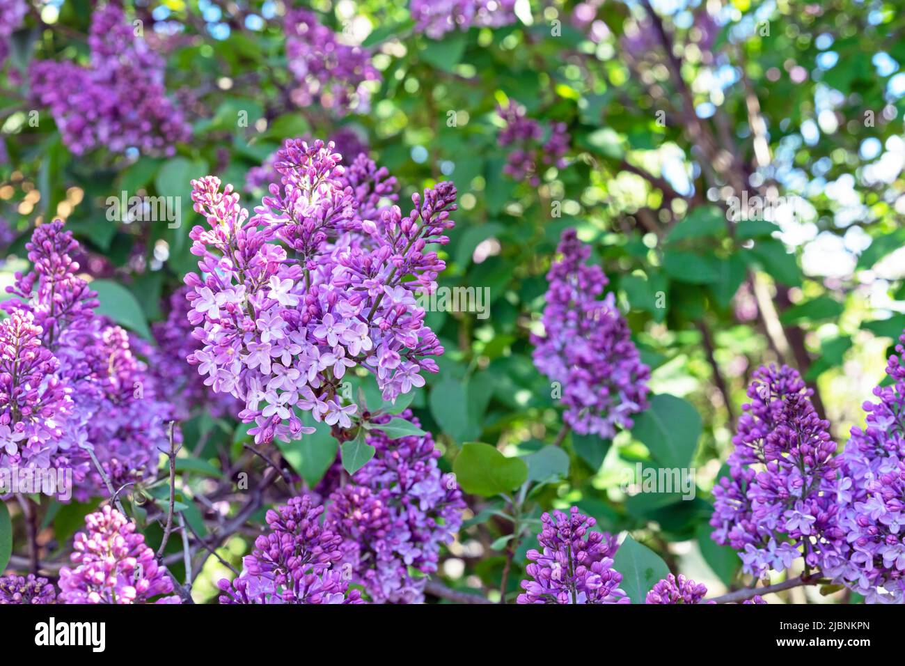Purple Lilac flowers. Branch with blooming Lilac. Delicate and fragrant Lilac flowers. Stock Photo