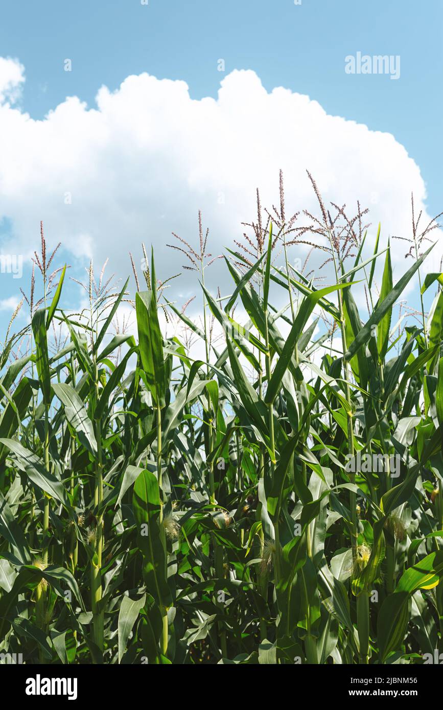 Corn field on clear sunny day. Blue sky with beautiful white clouds