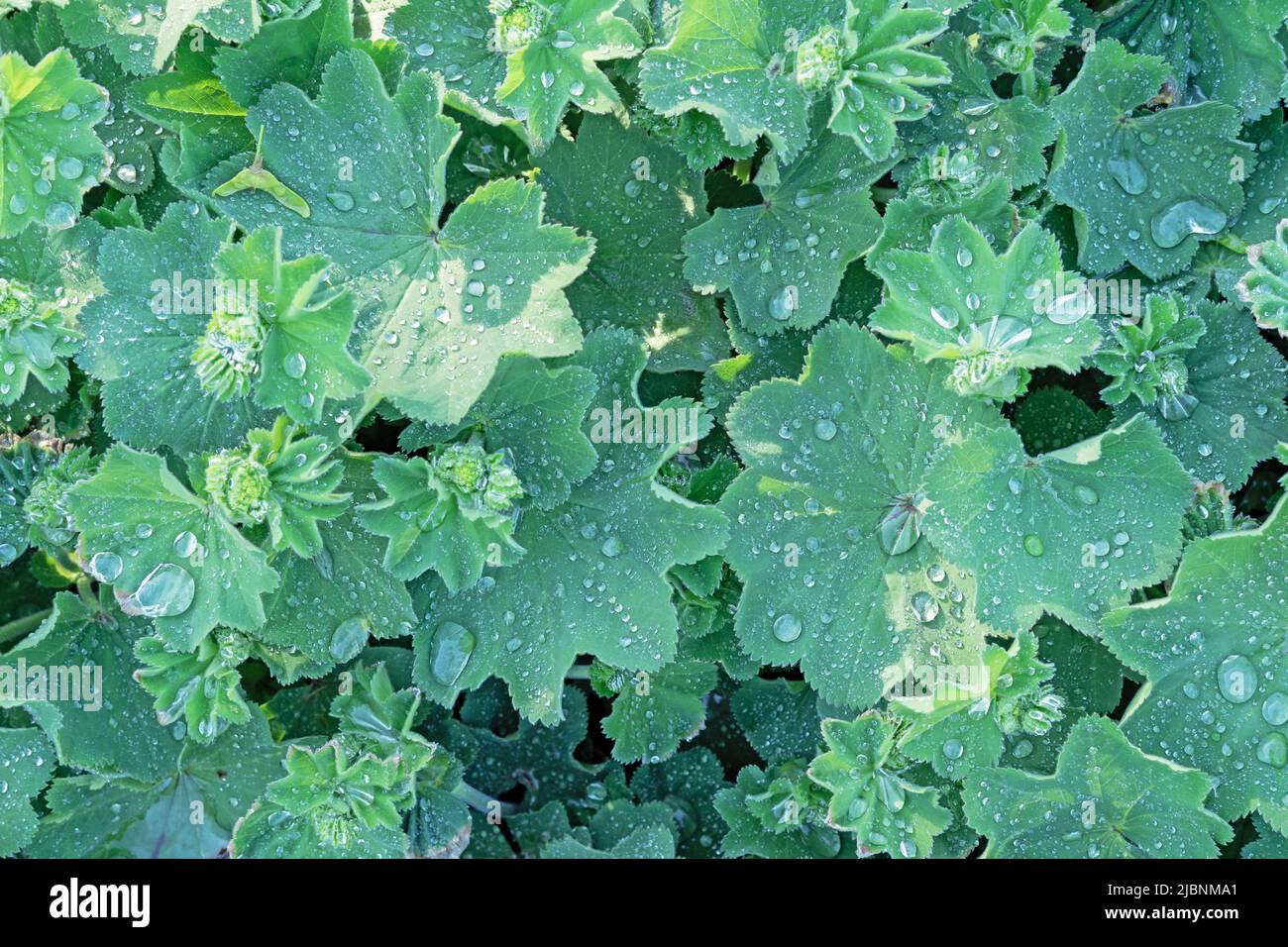 Common cuff (lat. Alchemilla vulgaris) is a perennial herbaceous medicinal plant with drops of water after rain on green terry leaves. Stock Photo