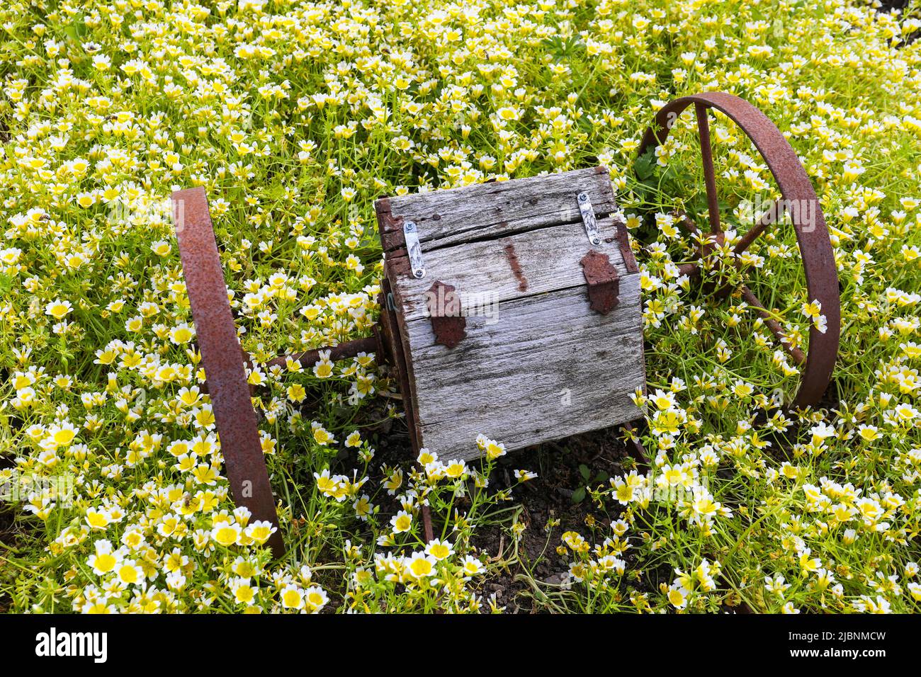 Poached egg plant growing around an old wooden and rusting seeding box, Dumfries house, Scotland, UK Stock Photo
