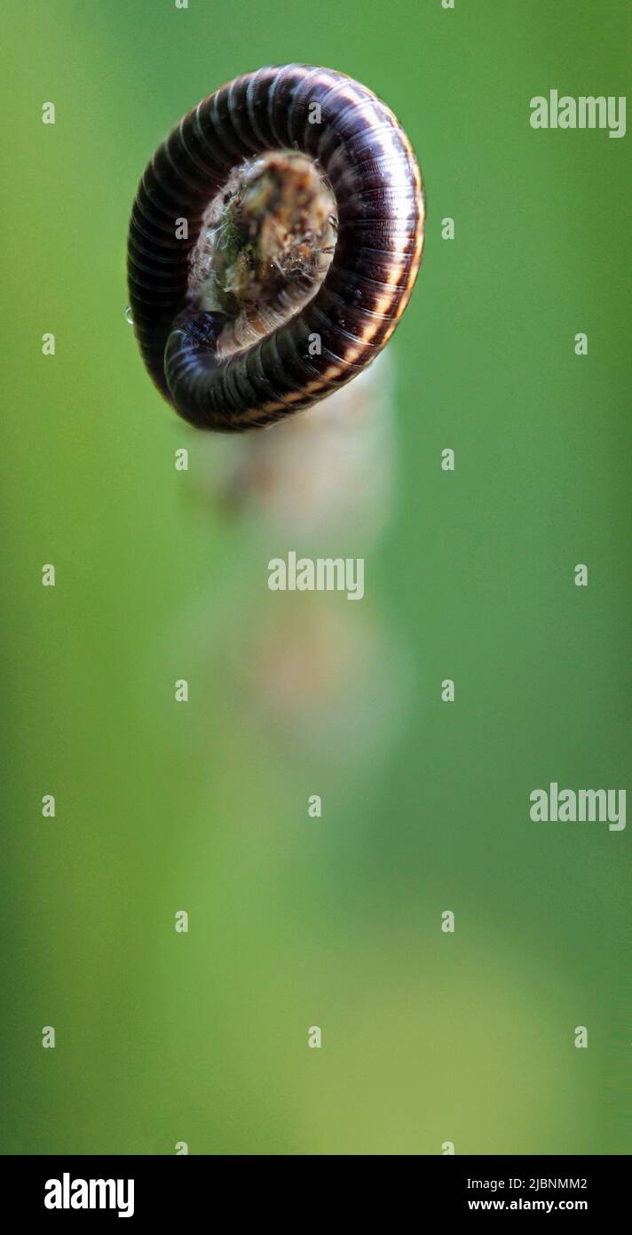 Closeup of rounded striped millipede (Ommatoiulus sabulosus) on a grass, Lithuania Stock Photo
