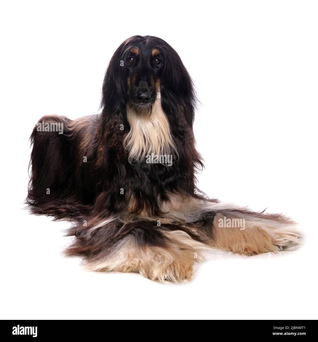 Afghan Hound Dog Single Adult Male Laying Studio Stock Photo