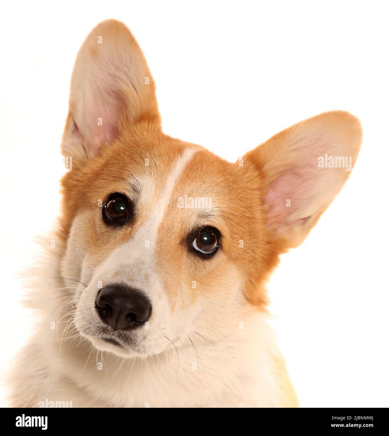 Pembrokeshire Welsh Corgi portrait isolated on a white background Stock ...