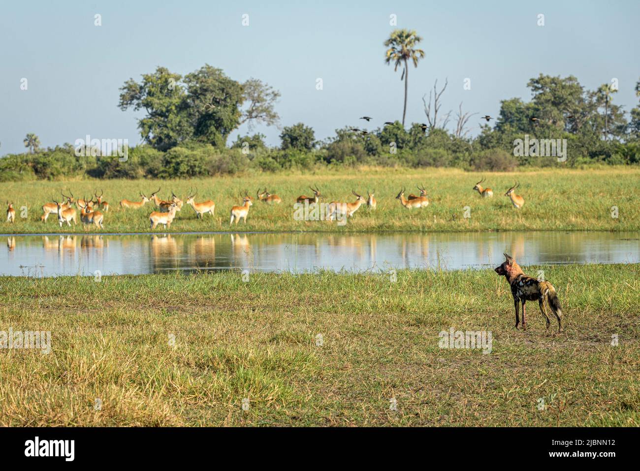 African Wild Dog (Lycaon pictus) in the Okavango Delta, Botswana, staring at Red Lechwe (Kobus leche) Stock Photo