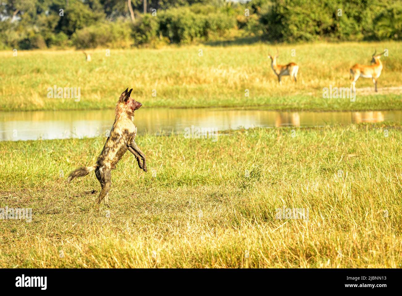 African Wild Dog (Lycaon pictus) leaping in the Okavango Delta, Botswana, just after killing a Red Lechwe (Kobus leche) Stock Photo