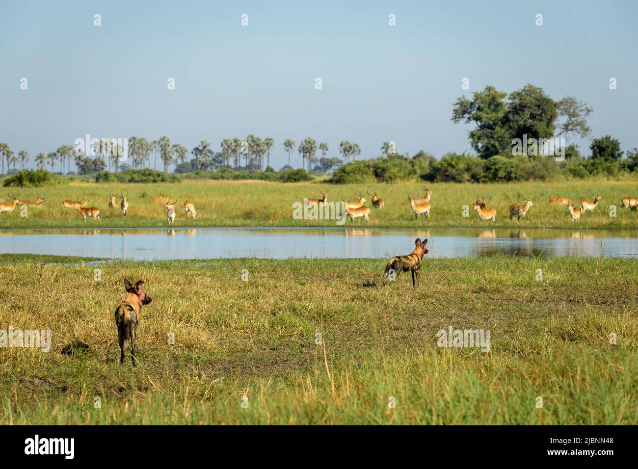 African Wild Dogs (Lycaon pictus) in the Okavango Delta, Botswana, staring  across a pond at Red Lechwe (Kobus leche) Stock Photo