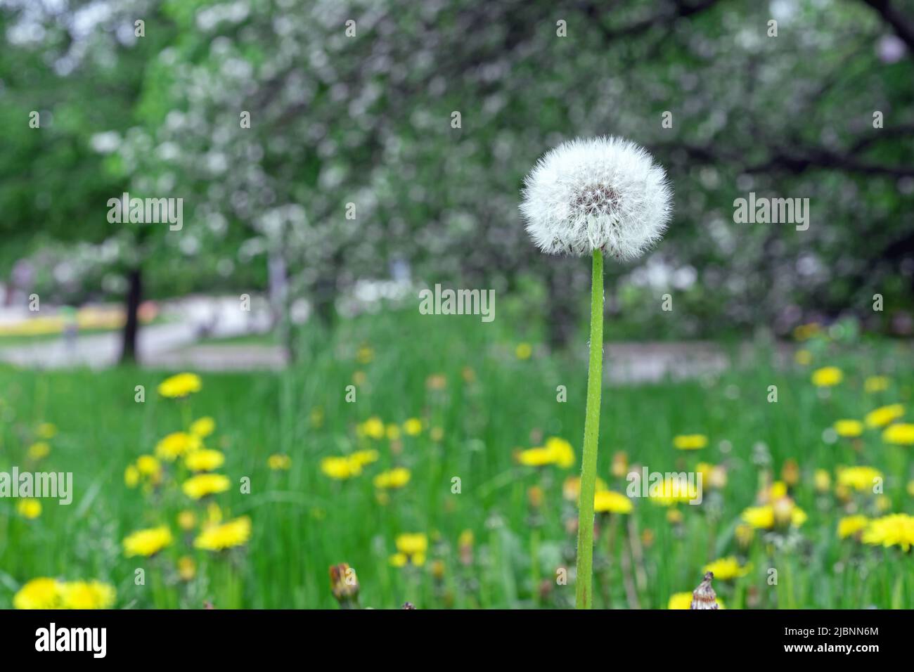 White fluffy dandelion in a meadow with green grass and yellow dandelions. Stock Photo