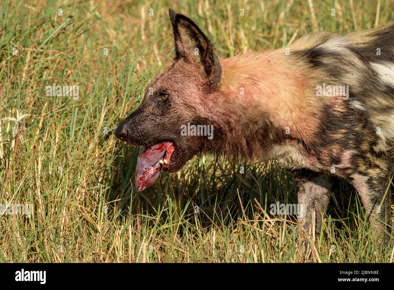 African Wild Dog (Lycaon pictus) in the Okavango Delta, Botswana, eating the heart just after killing a Red Lechwe (Kobus leche) Stock Photo