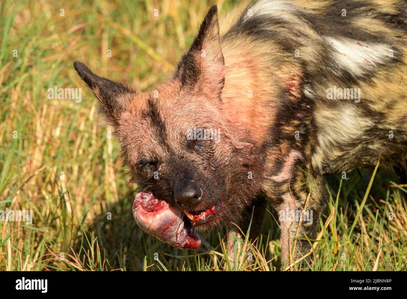 African Wild Dog (Lycaon pictus) in the Okavango Delta, Botswana, eating the heart just after killing a Red Lechwe (Kobus leche) Stock Photo