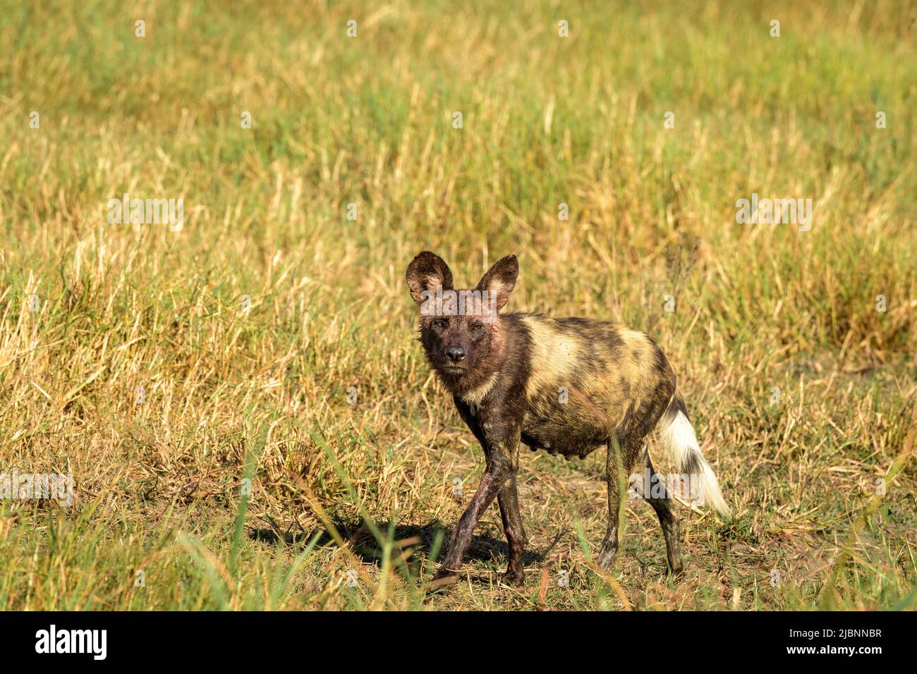 Pregnant African Wild Dog (Lycaon pictus) in the Okavango Delta, Botswana, just after killing a Red Lechwe (Kobus leche) Stock Photo