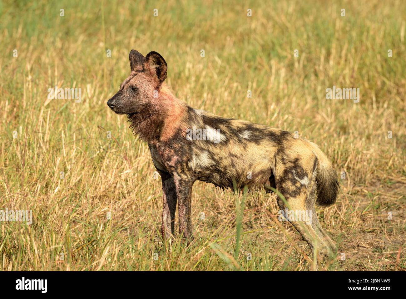Pregnant alpha female African Wild Dog (Lycaon pictus) in the Okavango Delta, Botswana, just after killing a Red Lechwe (Kobus leche) Stock Photo