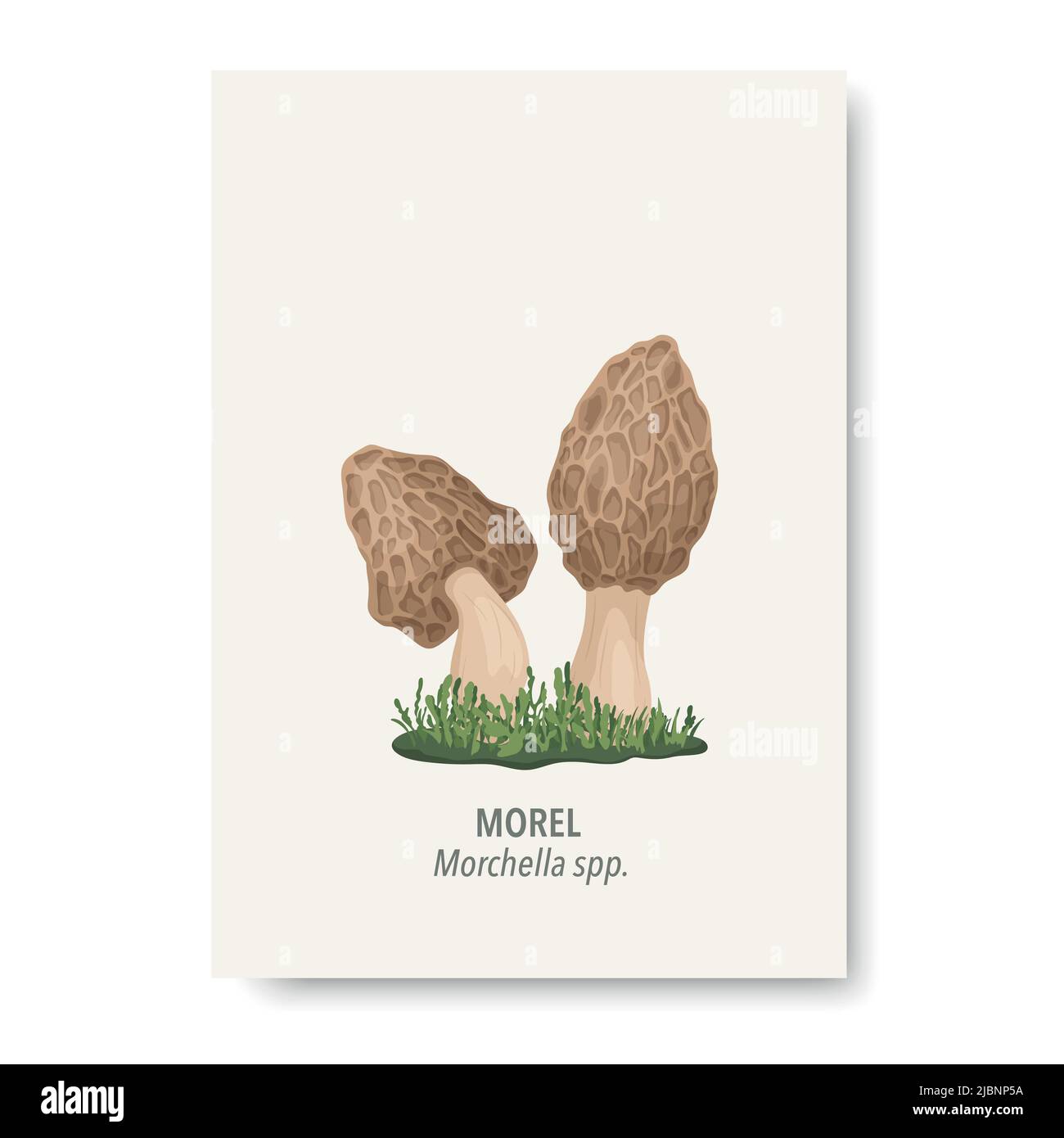 Vector Morel Mushroom Icon Isolated on White. Hand Drawn Cartoon Morel