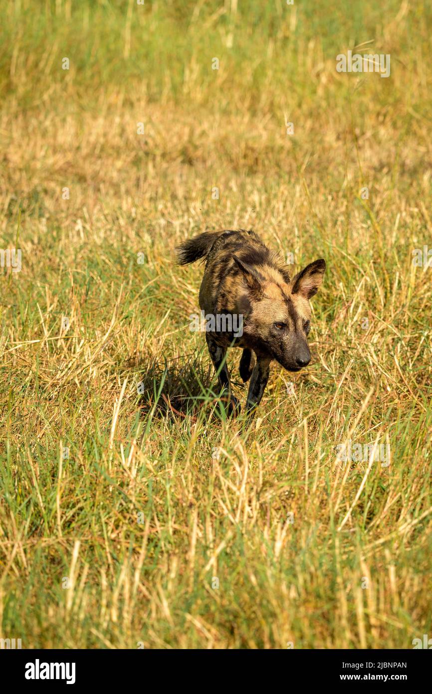 African Wild Dogs (Lycaon pictus) in the Okavango Delta, Botswana, just after killing a Red Lechwe (Kobus leche) Stock Photo