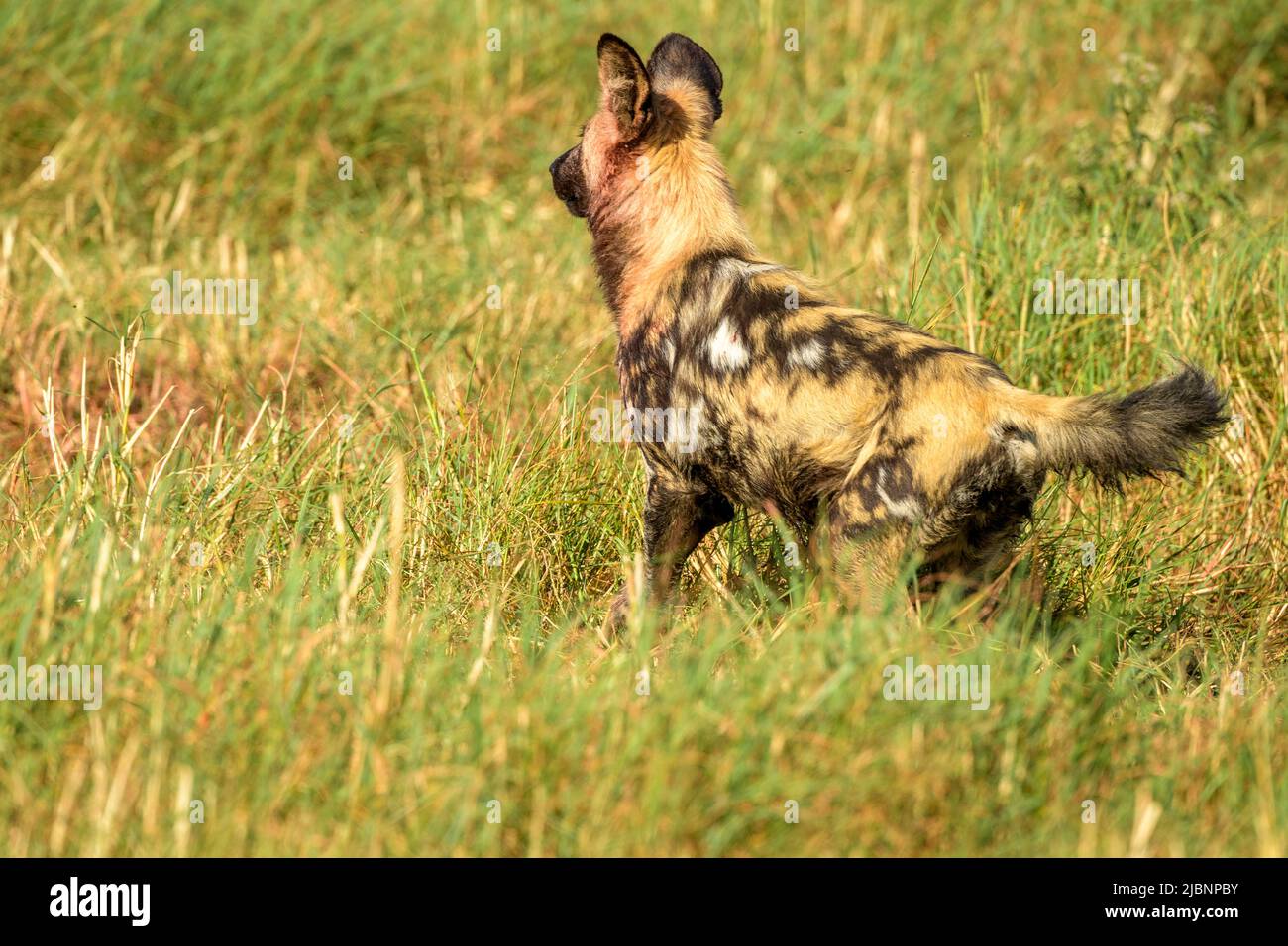 African Wild Dogs (Lycaon pictus) in the Okavango Delta, Botswana, just after killing a Red Lechwe (Kobus leche) Stock Photo