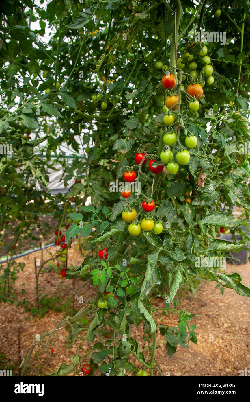 Red-green cherry tomato hanging branch. Agricultural cultivation concept. Stock Photo