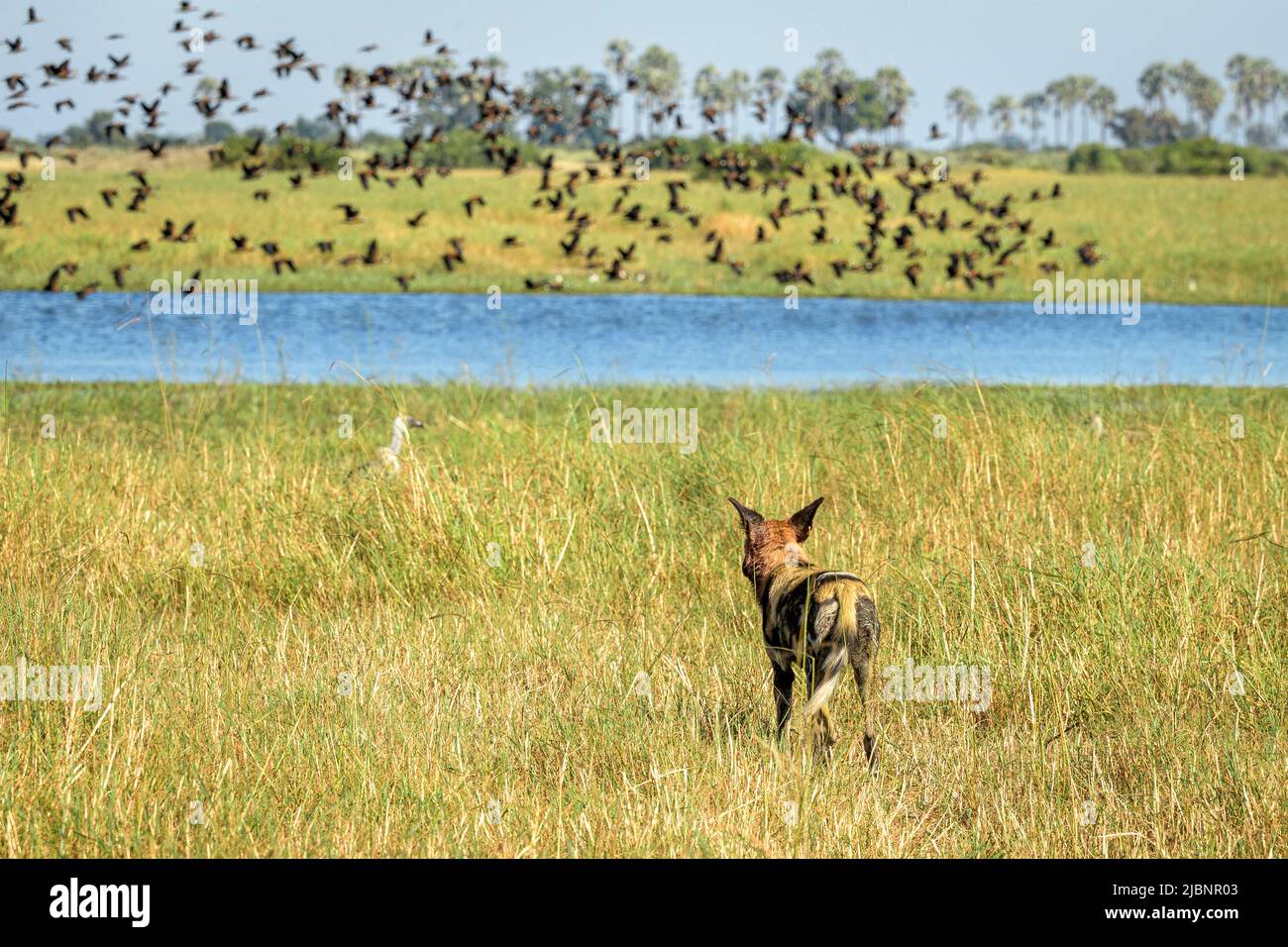 African Wild Dogs (Lycaon pictus) staring over water at flying White faced whistling ducks (Dendrocygna viduata) Stock Photo
