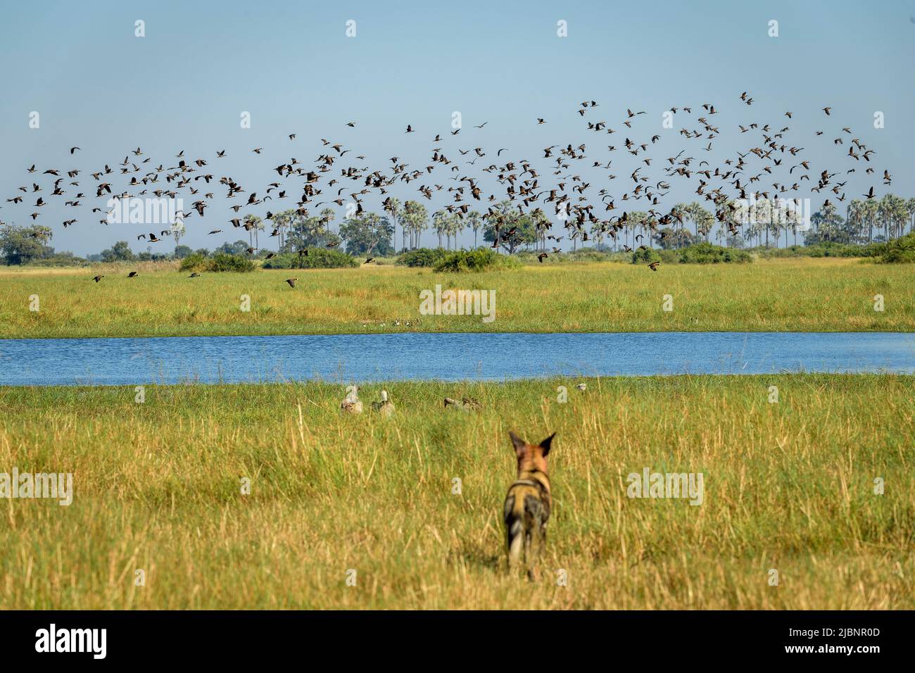 African Wild Dogs (Lycaon pictus) staring over water at flying White faced whistling ducks (Dendrocygna viduata) Stock Photo