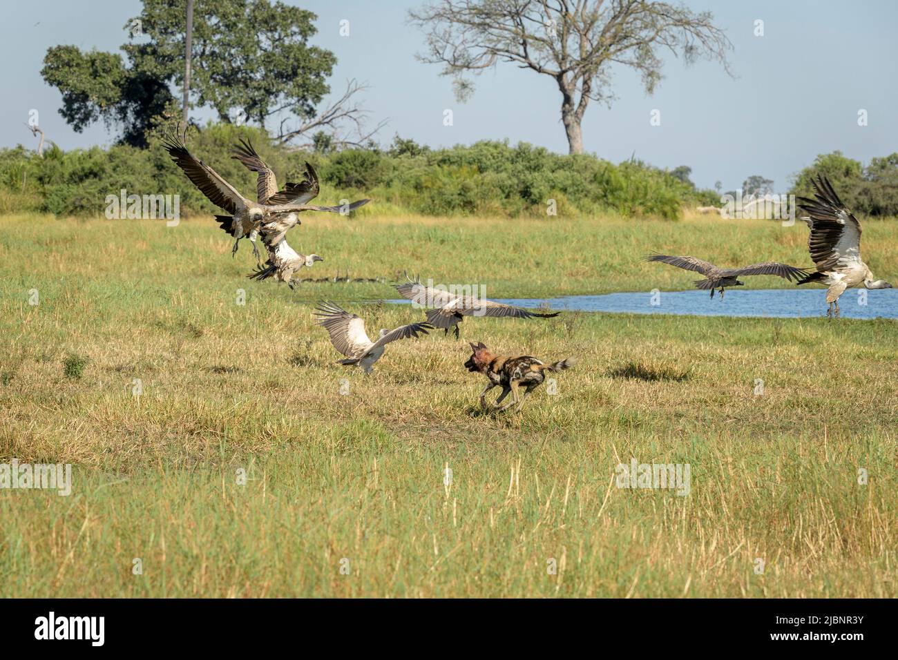 African Wild Dogs (Lycaon pictus) chasing White Backed Vultures (Gyps africanus) Stock Photo