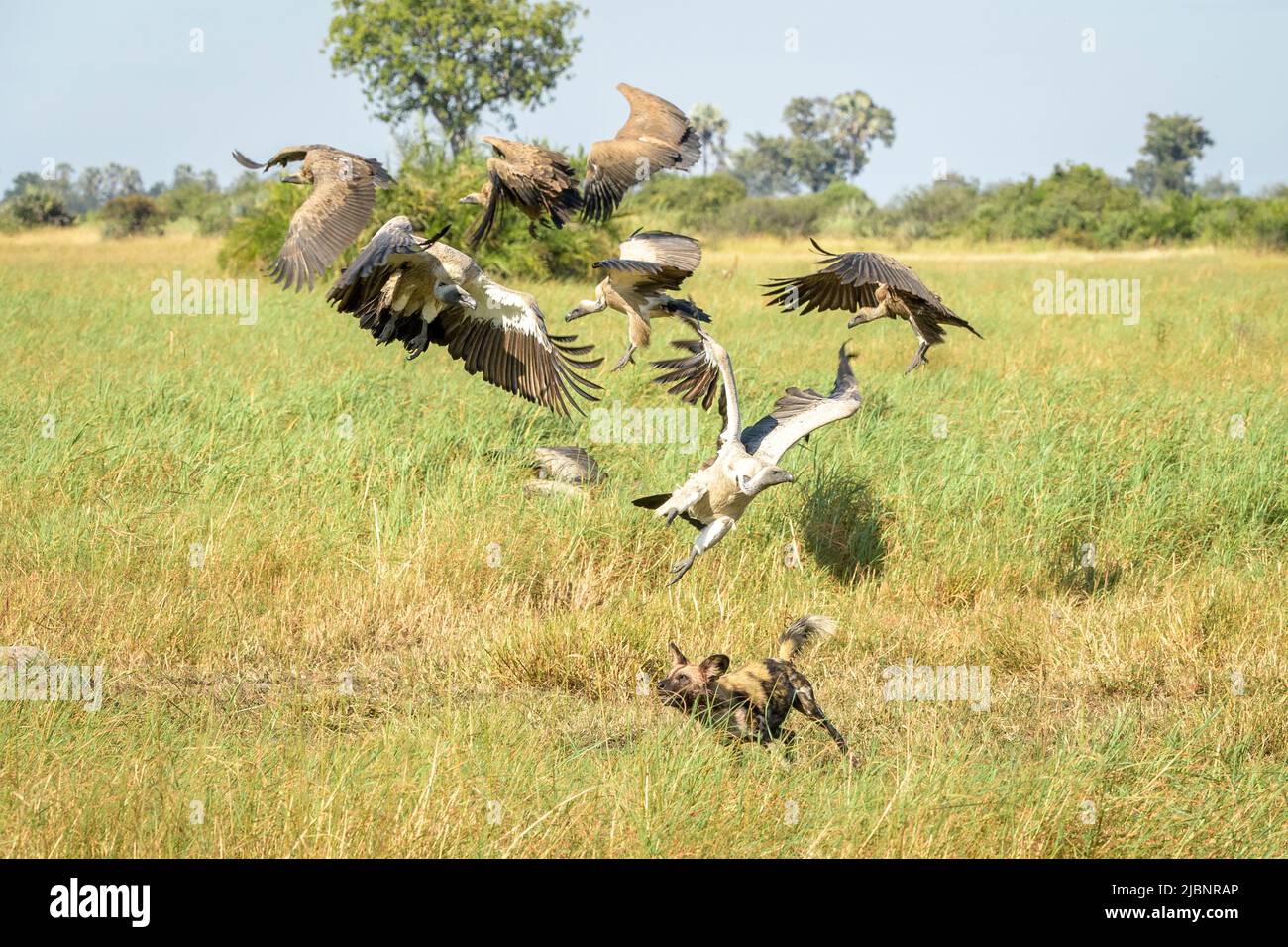 African Wild Dogs (Lycaon pictus) chasing White Backed Vultures (Gyps africanus) Stock Photo