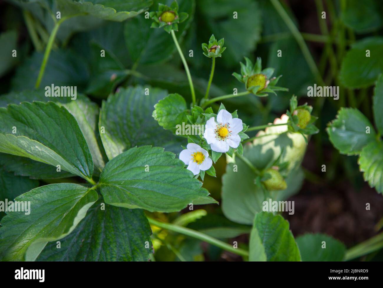 Flower of strawberry fruit with leaves. Top of view and close up Stock ...