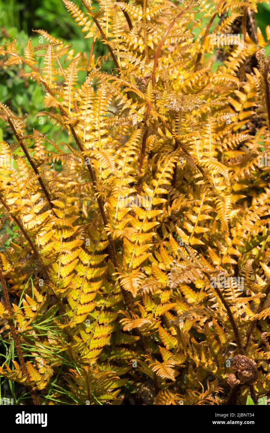 Autumn Fern, Dryopteris erythrosora 'Brilliance', Shield Fern, Orange, Fern Leaves Stock Photo