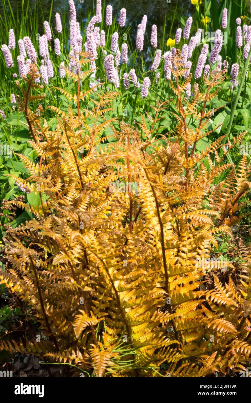 Dryopteris erythrosora "Brilliance" and Persicaria Bistorta "Superba"  Fern in Spring Garden Stock Photo