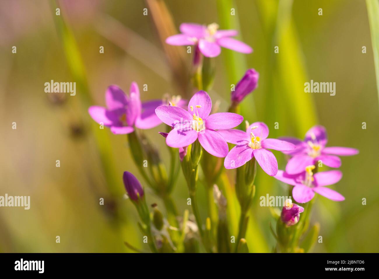 Seaside Centaury (Centaurium littorale) is a species of flowering plant belonging to the family Gentianaceae. Stock Photo