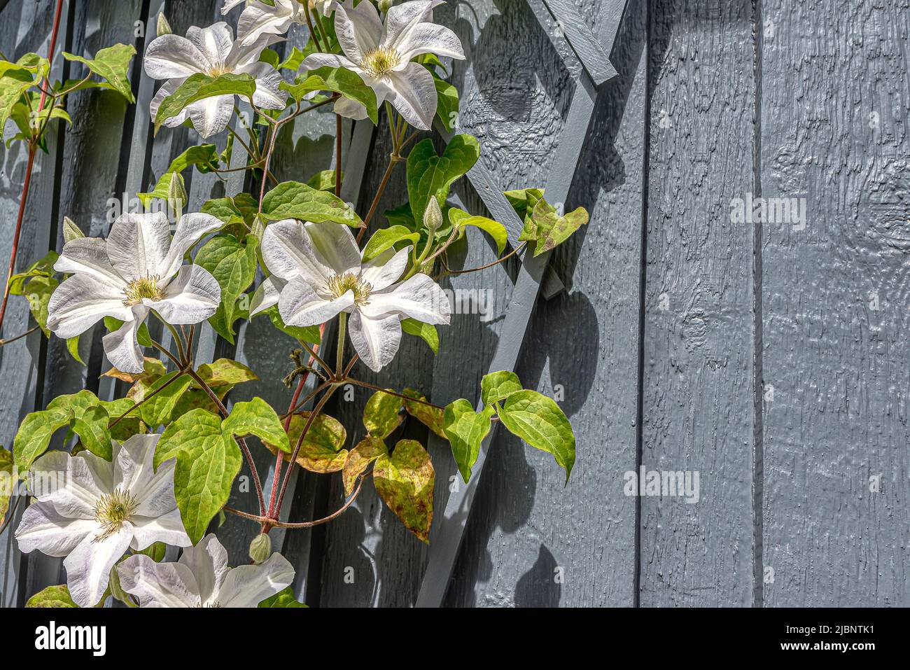 Clematis with big white flowers and spatious copy space, Denmark, June 7, 2022 Stock Photo