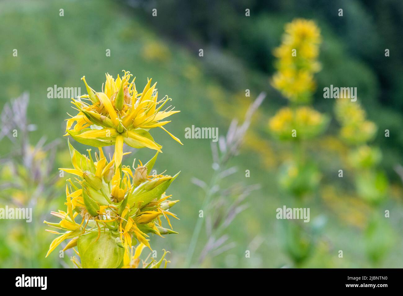 Gentiana lutea, the great yellow gentian, is a species of gentian