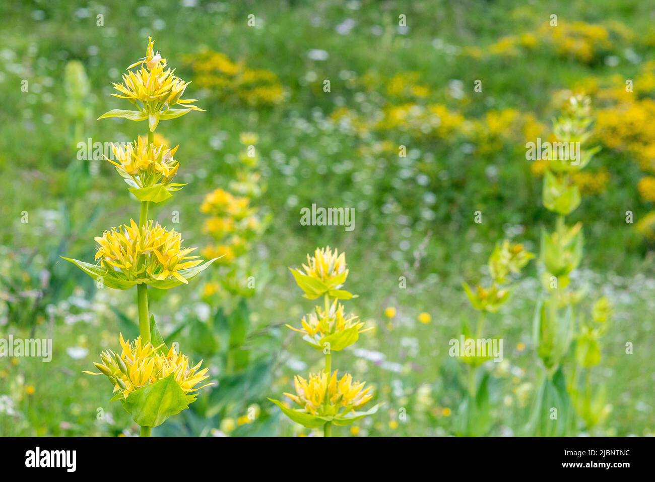 Gentiana lutea, the great yellow gentian, is a species of gentian