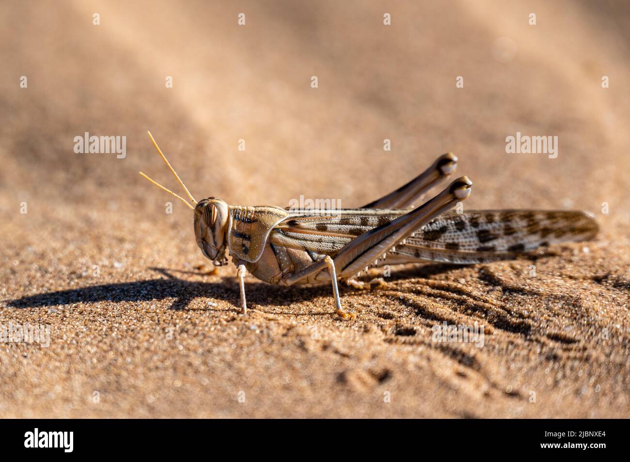 side profile of a grasshopper in desert sand Stock Photo