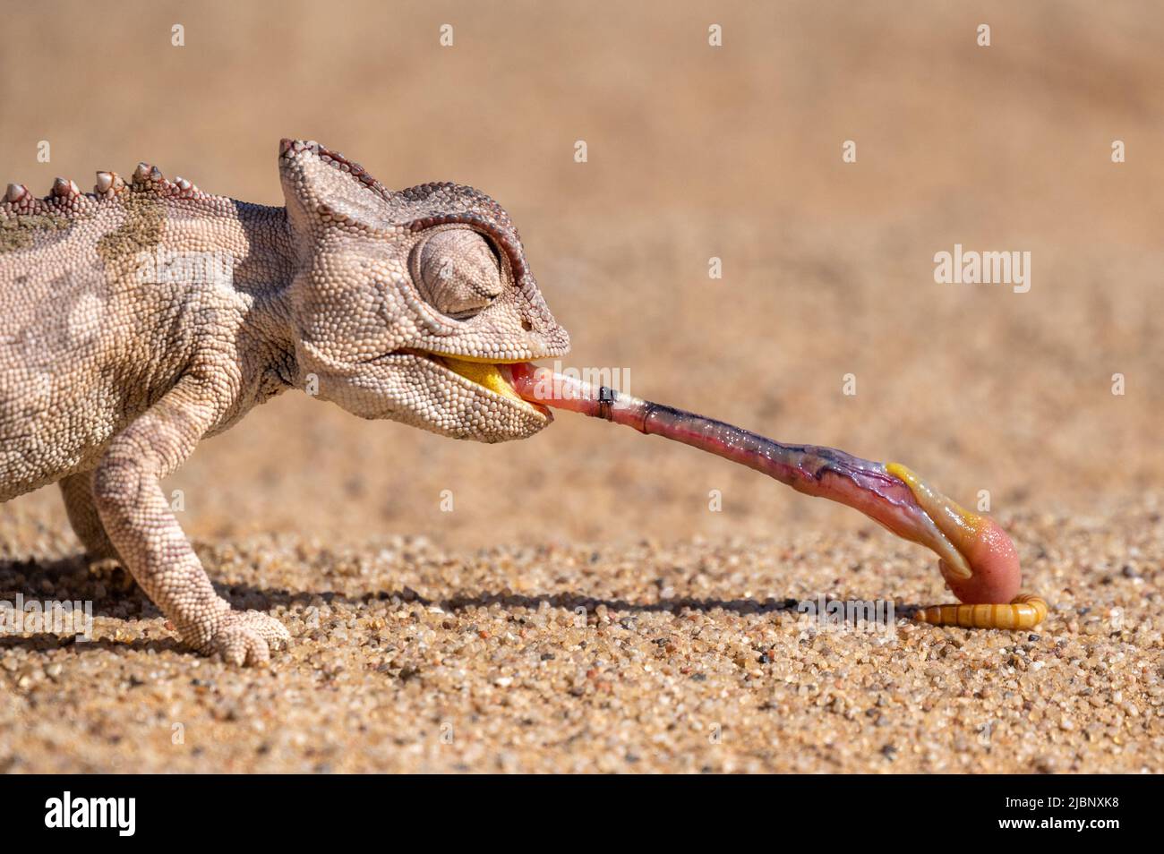 Tongue lashing Namaqua Chameleon in Namib desert Namibia Stock Photo