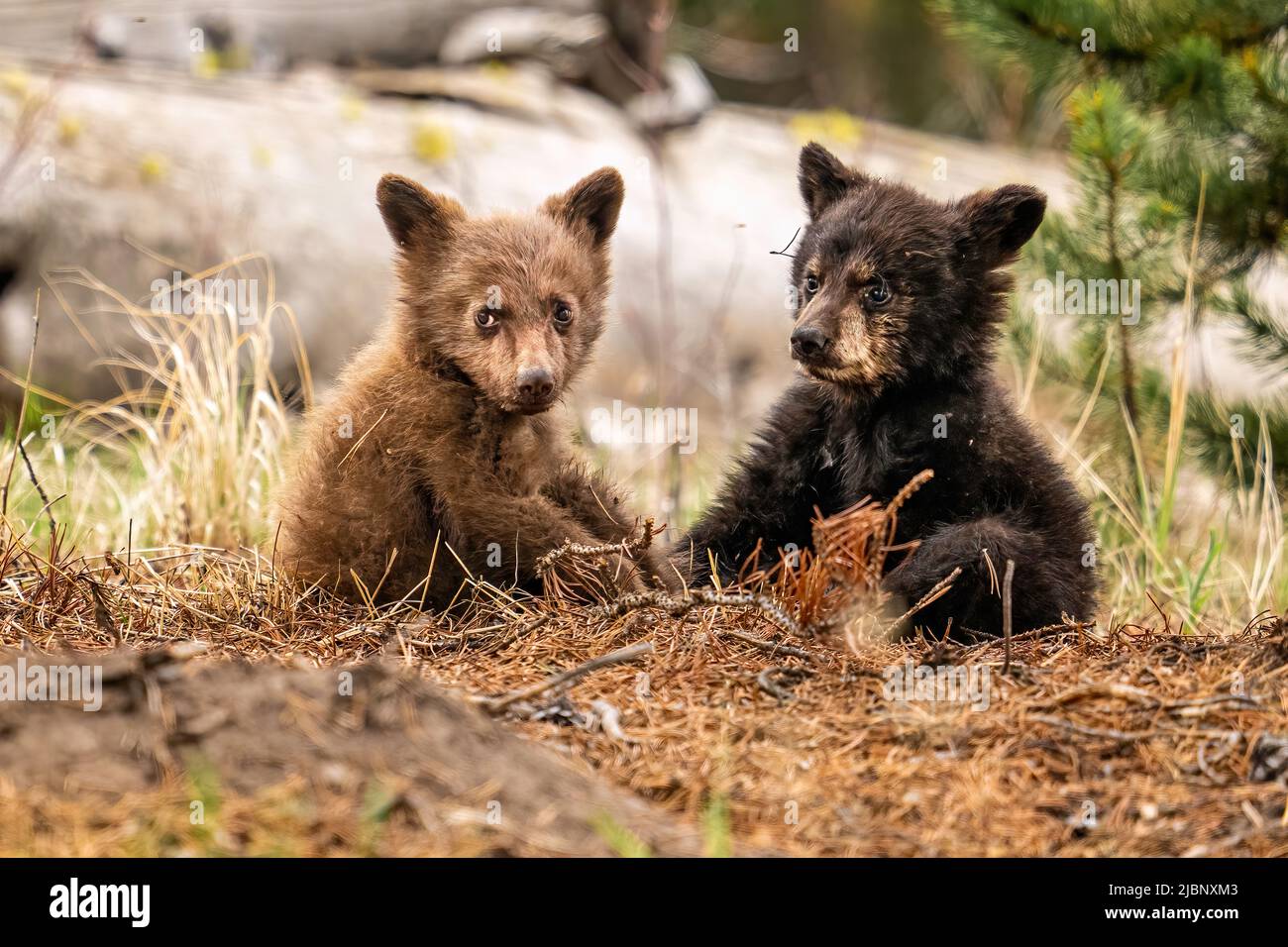 Black Bear Cubs Stock Photo