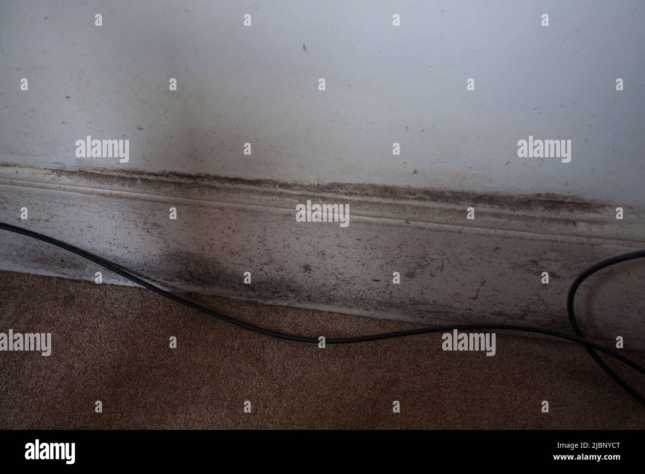 Black mould in skirting board in Victorian terraced rental property Stock Photo Alamy