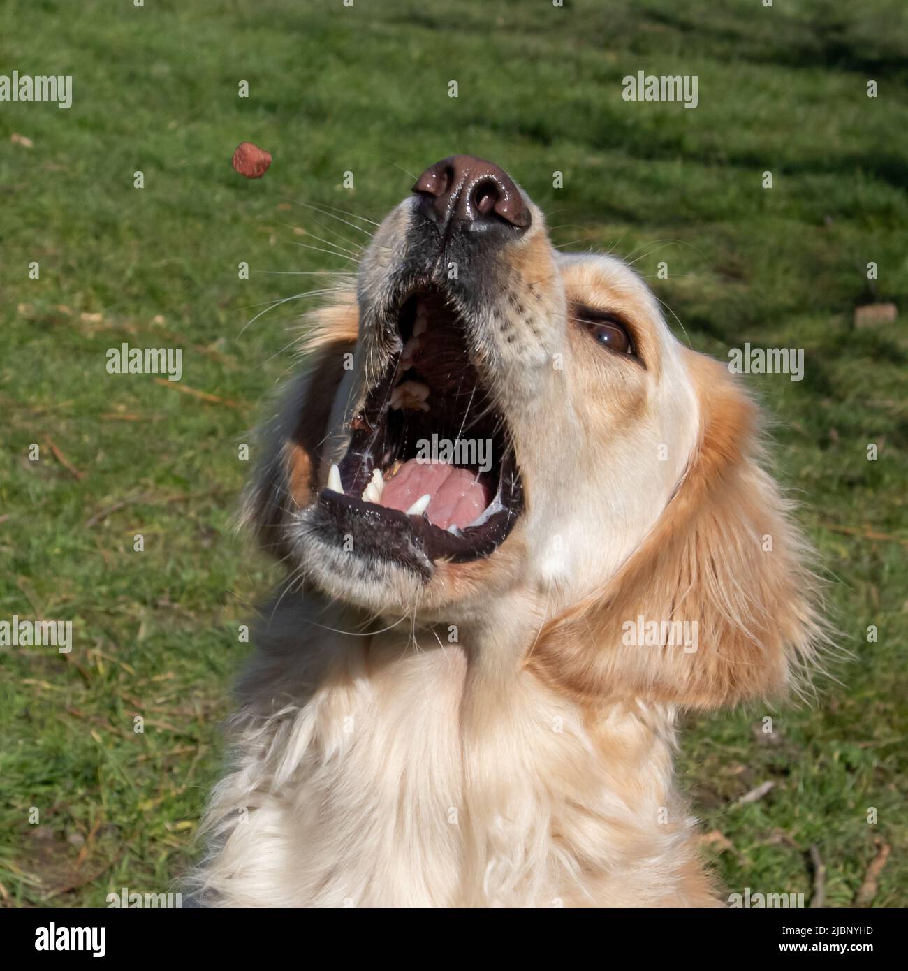 A yellow labrador retriever is just about to catch a treat Stock Photo