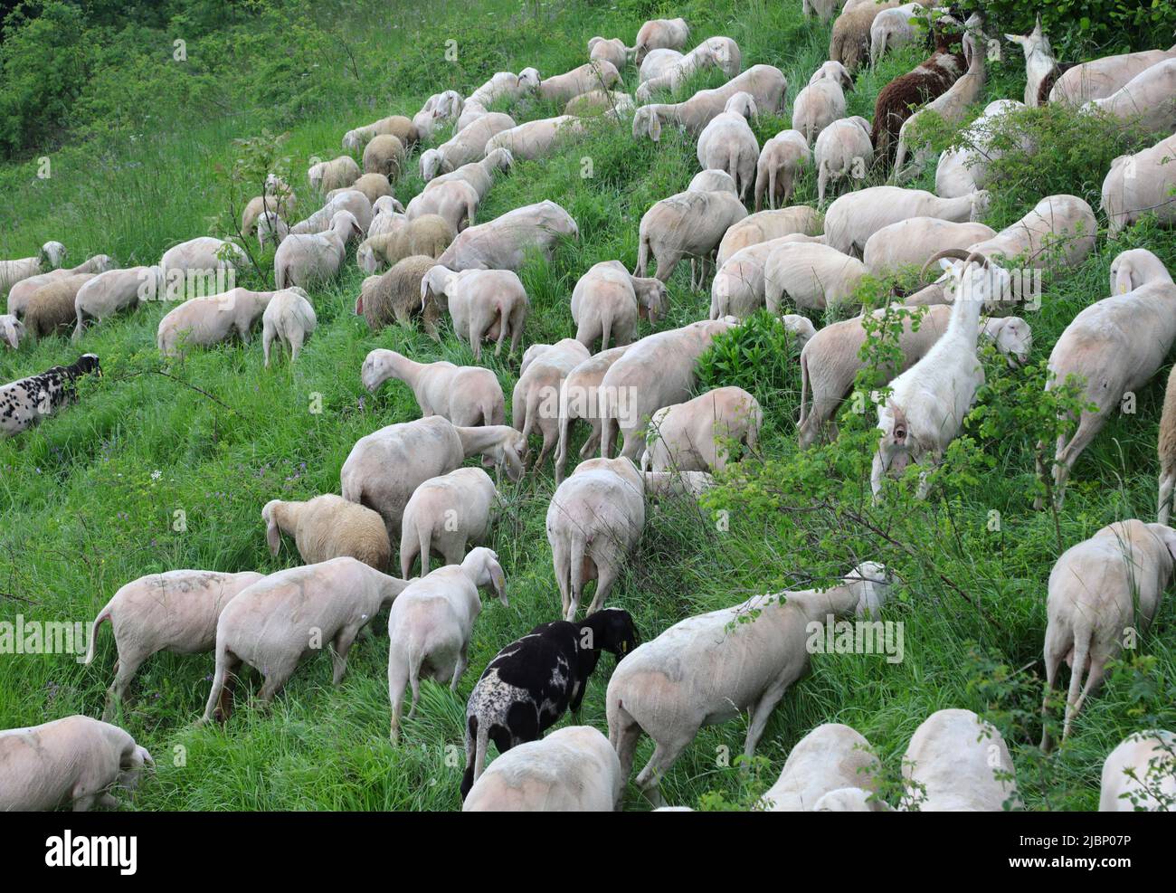 flock with shorn sheep without wool fleece before the hot summer time