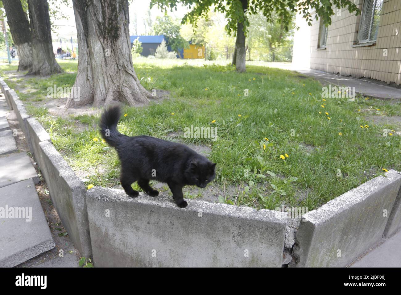 Black cat performs a balancing act, making his way on the edge of  cancrete blocks laid to support soil for the trees. Furry fellow passed with grace Stock Photo