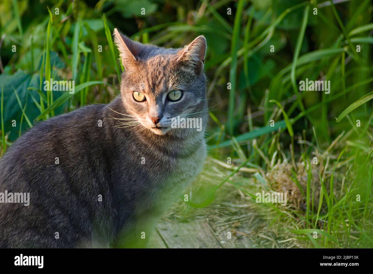 A beautiful male tabby cat sitting in the evening sunshine with long grass in background Stock Photo