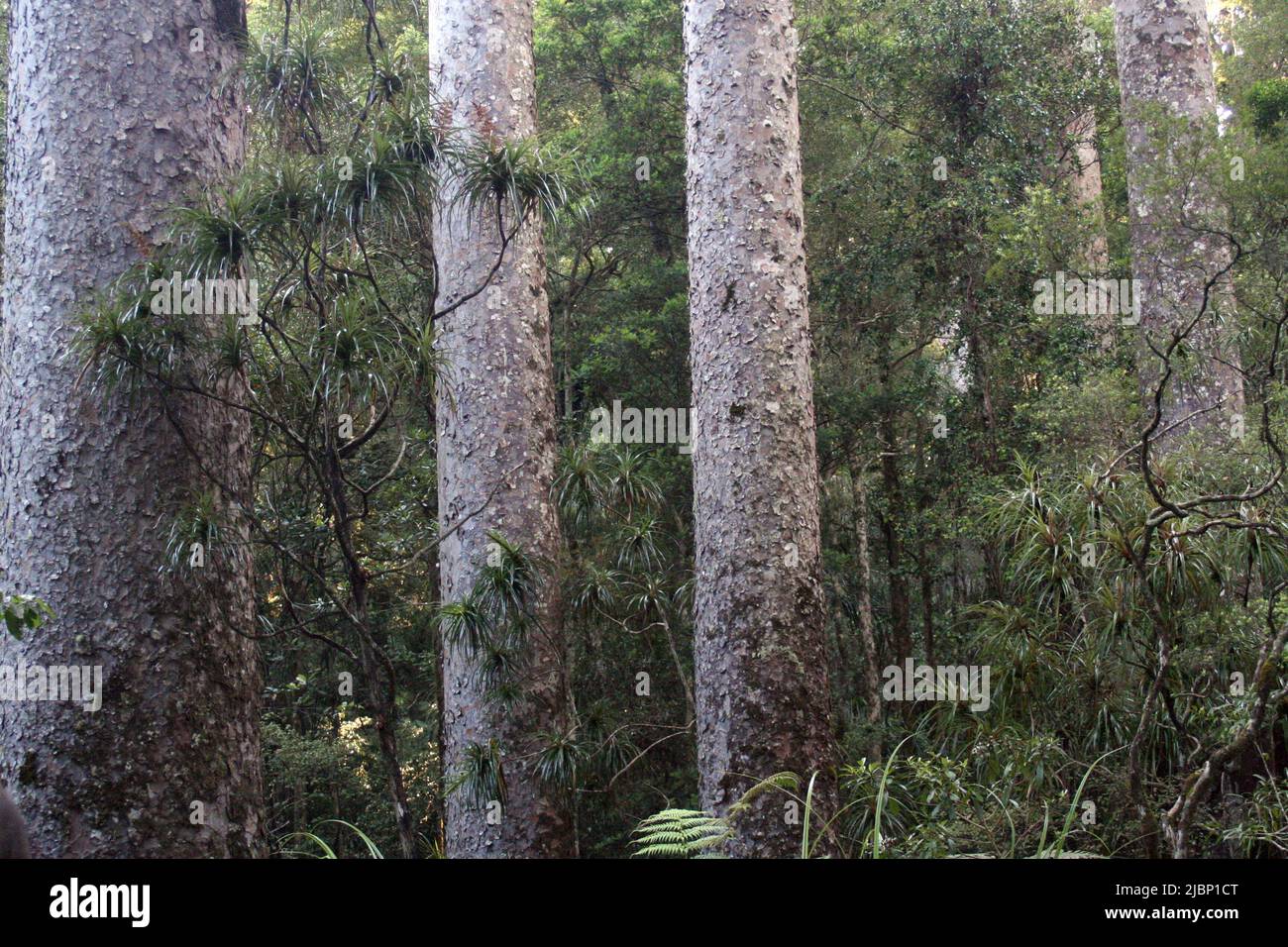 Native trees, Northland, New Zealand Stock Photo
