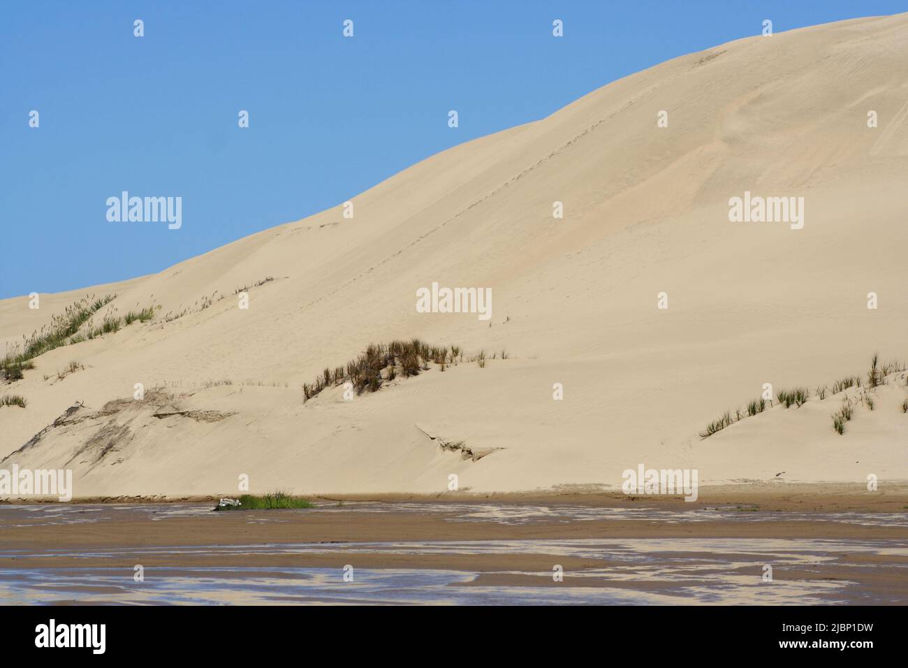 Sand dunes by Ninety-Mile Beach, Northland, New Zealand Stock Photo