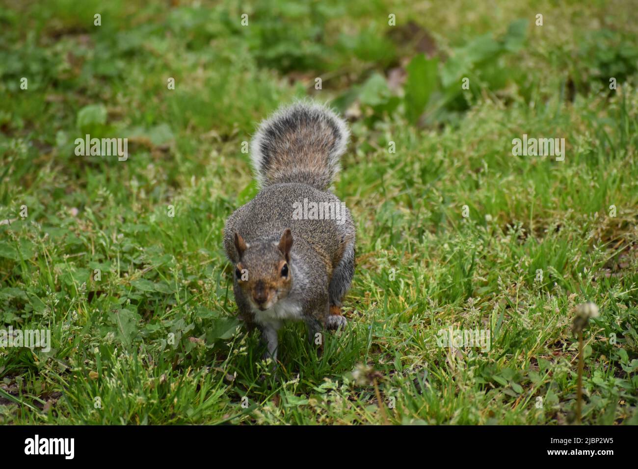 Squirrel Stock Photo