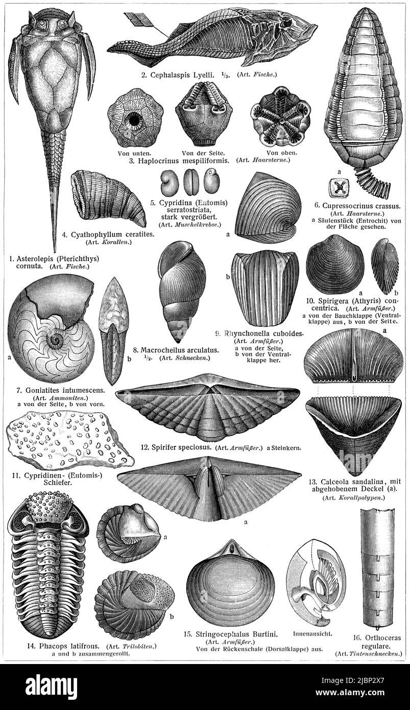 Fauna of the Devonian period. Publication of the book 'Meyers Konversations-Lexikon', Volume 2, Leipzig, Germany, 1910 Stock Photo