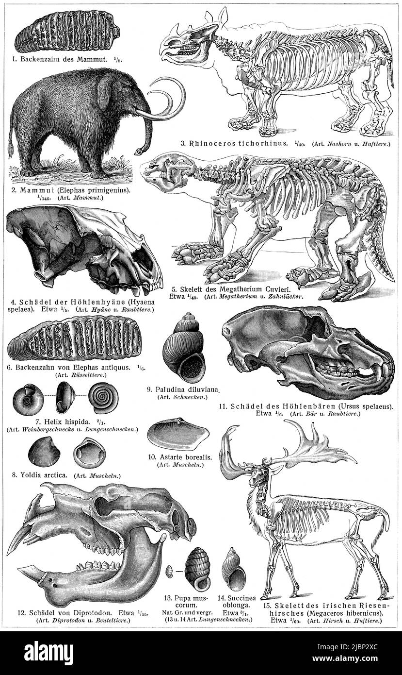 Fauna of the Quaternary period. Publication of the book 'Meyers Konversations-Lexikon', Volume 2, Leipzig, Germany, 1910 Stock Photo